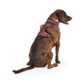 Canvas Dog Harness I636234