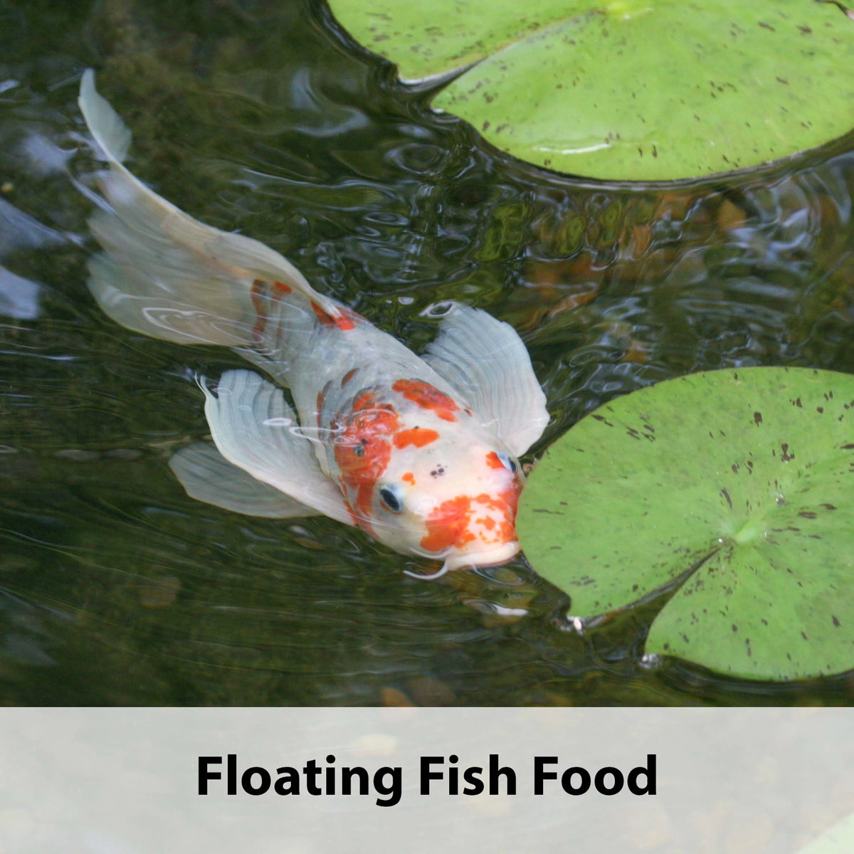 Floating Fish Food 10 LB Bag W436