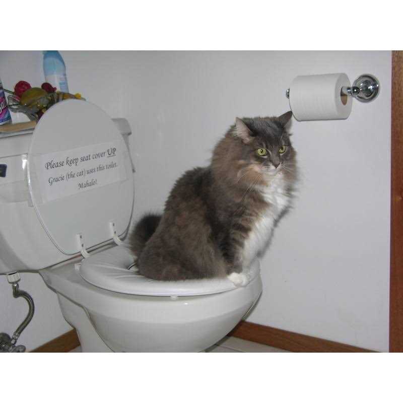 Cat Toilet Training Kit U28507