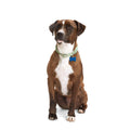 Macrame Dog Collar G138