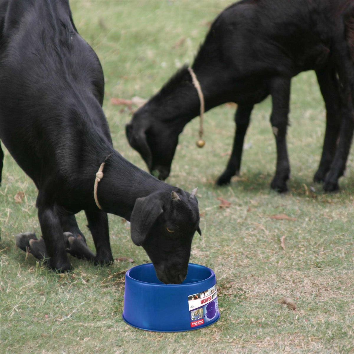 6 Qt. Round Heated Plastic Pet Bowl X13934